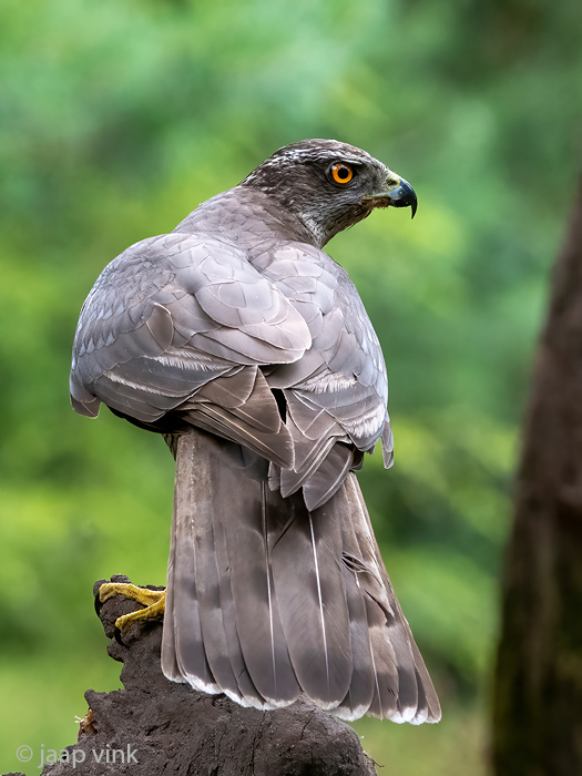 Northern Goshawk - Havik - Accipiter gentilis