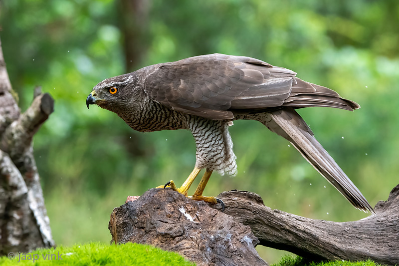 Northern Goshawk - Havik - Accipiter gentilis