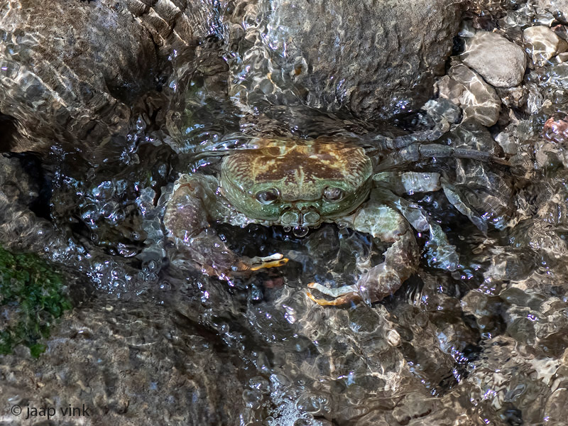 Rhodes Freshwater Crab - Zoetwaterkrab - Potamon rhodium