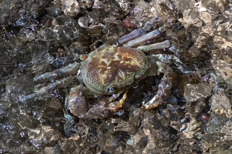 Rhodes Freshwater Crab - Zoetwaterkrab - Potamon rhodium