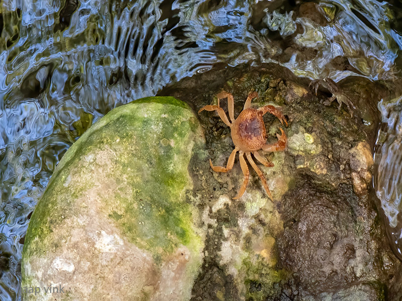 Rhodes Freshwater Crab - Zoetwaterkrab - Potamon rhodium