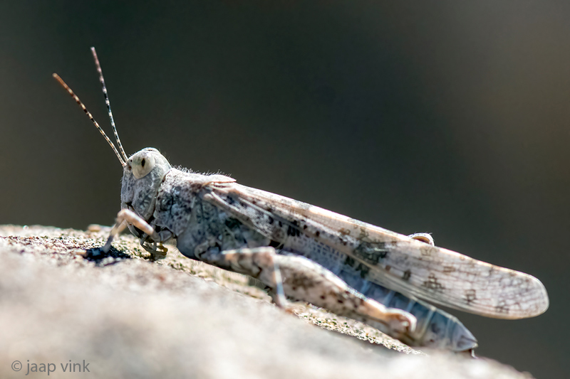 Slender Burrowing Grasshopper (?) - Slank Stipschild (?) - Sphingonotus caerulans (?)