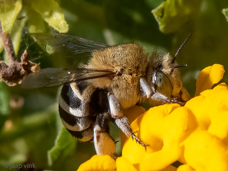 Four-striped Digger Bee - Amegilla quadrifasciata