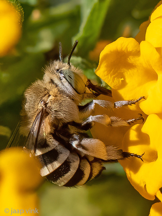 Four-striped Digger Bee - Amegilla quadrifasciata