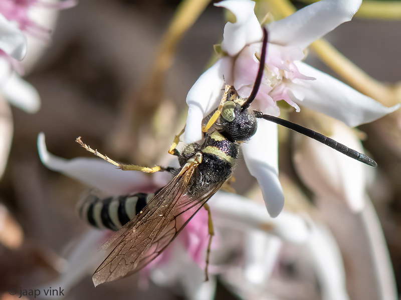 Thynnid Wasp - Keverdoder - Myzininae indet.