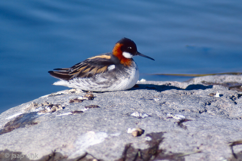 Red-necked Phalarope - Grauwe Franjepoot - Phalaropus lobatus