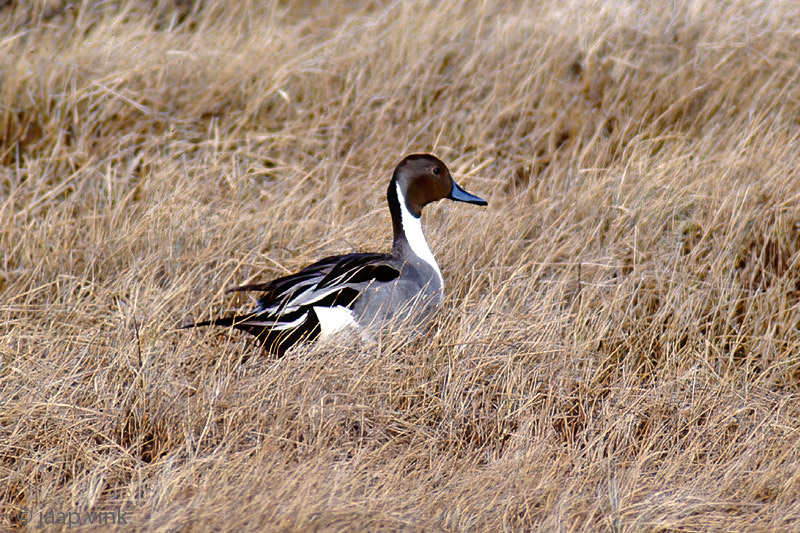 Northern Pintail - Pijstaart - Anas acuta