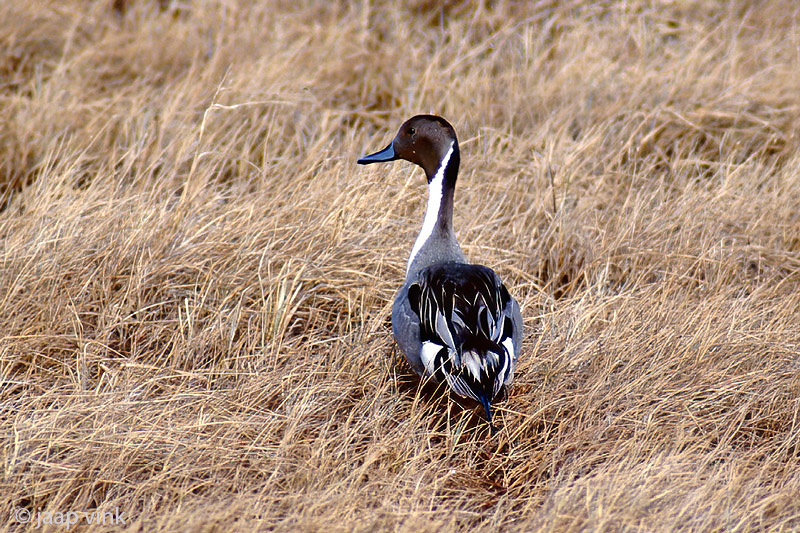 Northern Pintail - Pijstaart - Anas acuta