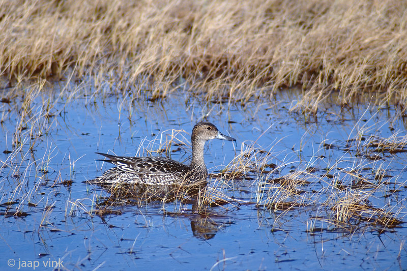 Northern Pintail - Pijstaart - Anas acuta