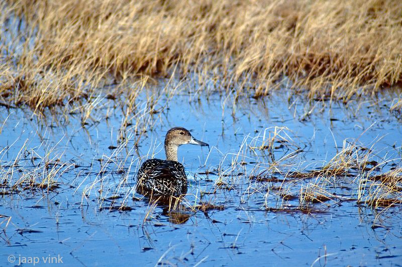 Northern Pintail - Pijstaart - Anas acuta