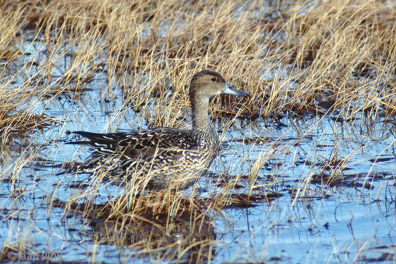 Northern Pintail - Pijstaart - Anas acuta
