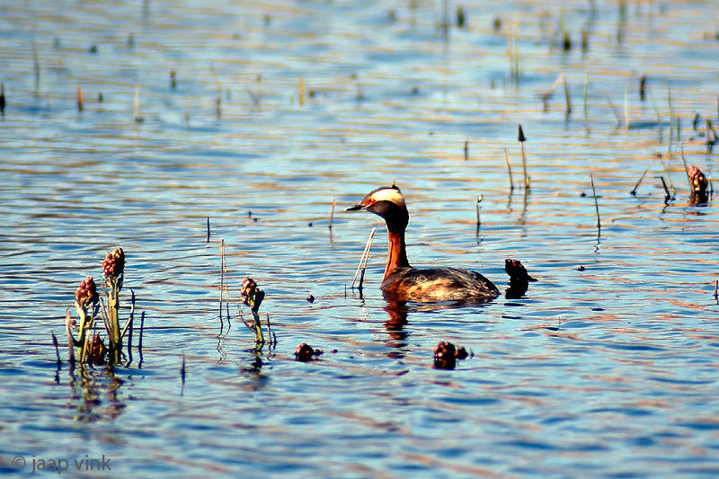 Horned Grebe - Kuifduiker - Podiceps auritus