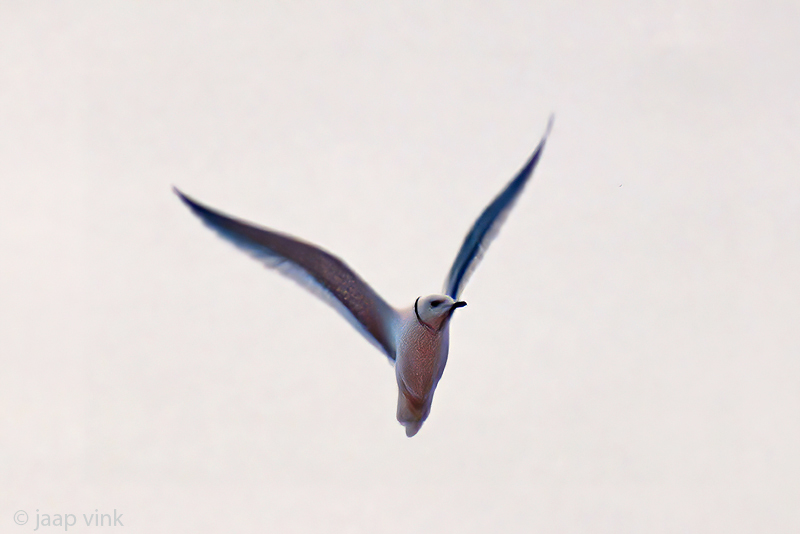 Rosss Gull - Ross Meeuw - Rhodostethia rosea