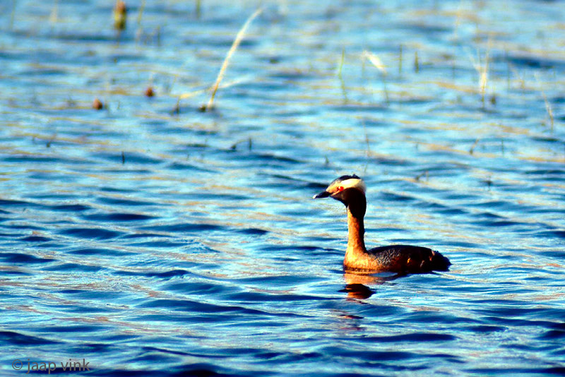 Horned Grebe - Kuifduiker - Podiceps auritus