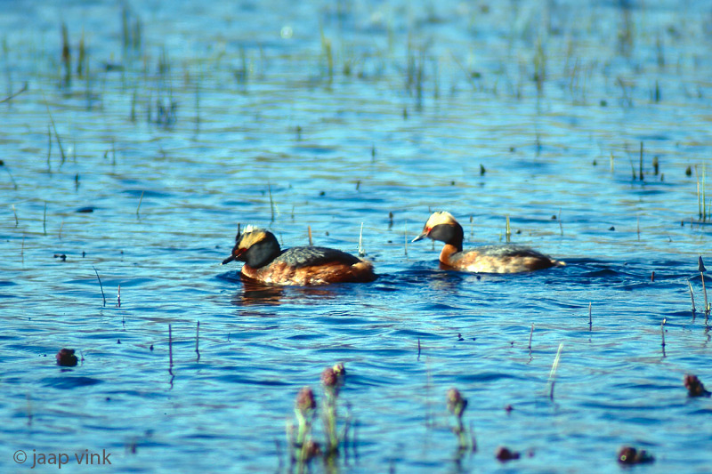Horned Grebe - Kuifduiker - Podiceps auritus