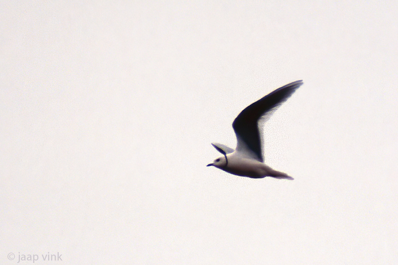 Rosss Gull - Ross Meeuw - Rhodostethia rosea