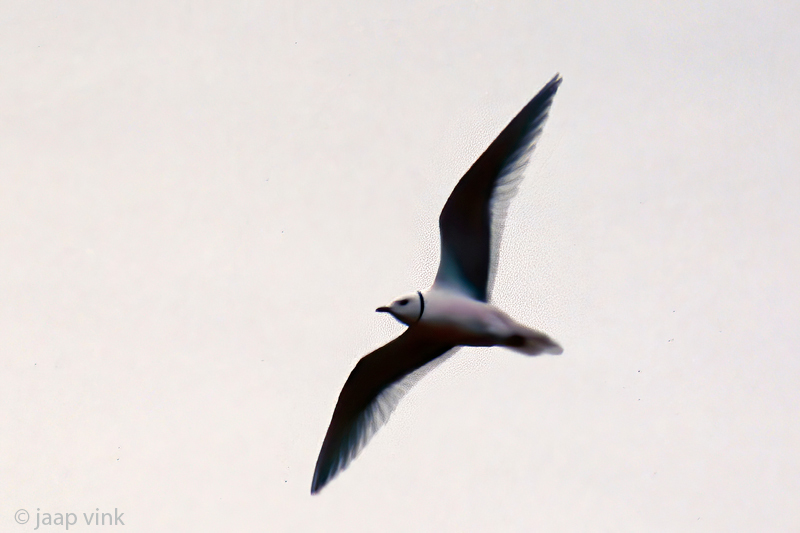 Rosss Gull - Ross Meeuw - Rhodostethia rosea