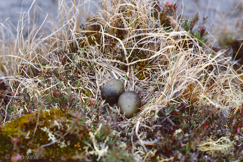 Rosss Gull - Ross Meeuw - Rhodostethia rosea
