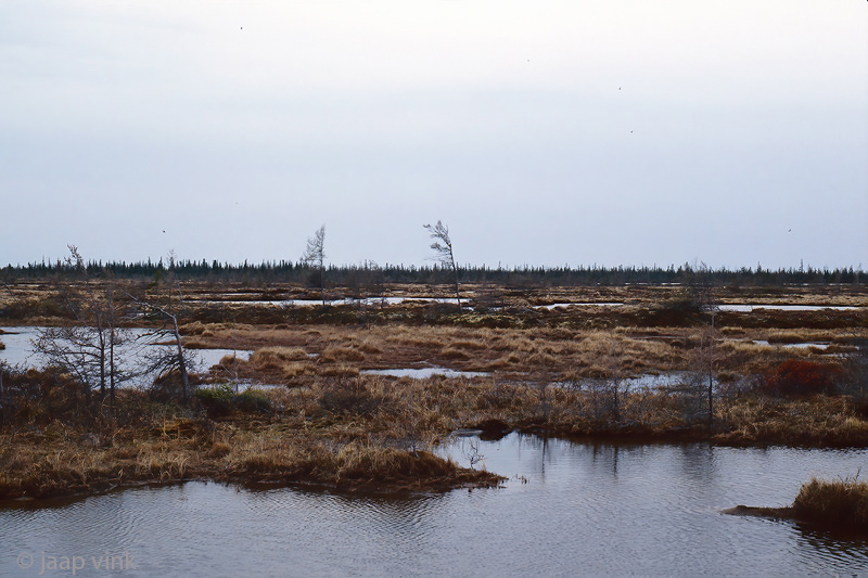 Rosss Gull - Ross Meeuw - Rhodostethia rosea