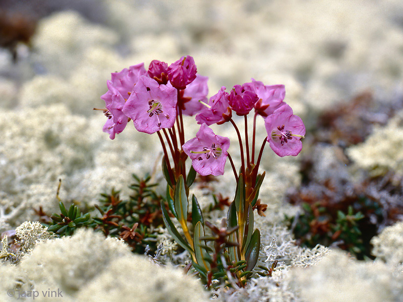 Bog Laurel - Lepelboom - Kalmia polifolia