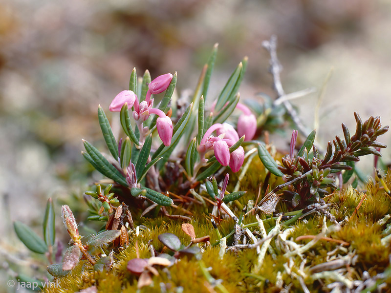 Bog Rosemary - Lavendelhei - Andromeda polifolia
