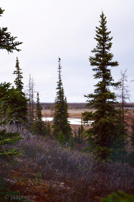Boreal forest - Taiga