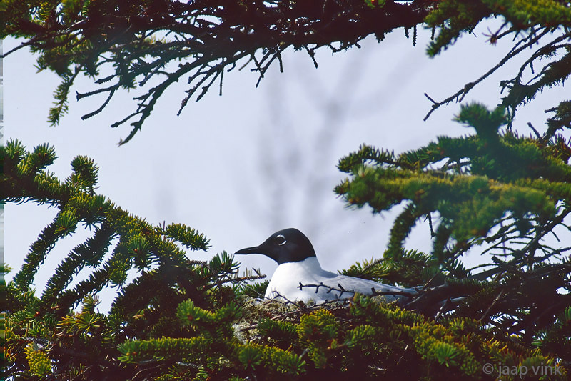 Bonapartes Gull - Kleine Kokmeeuw - Chroicocephalus philadelphia