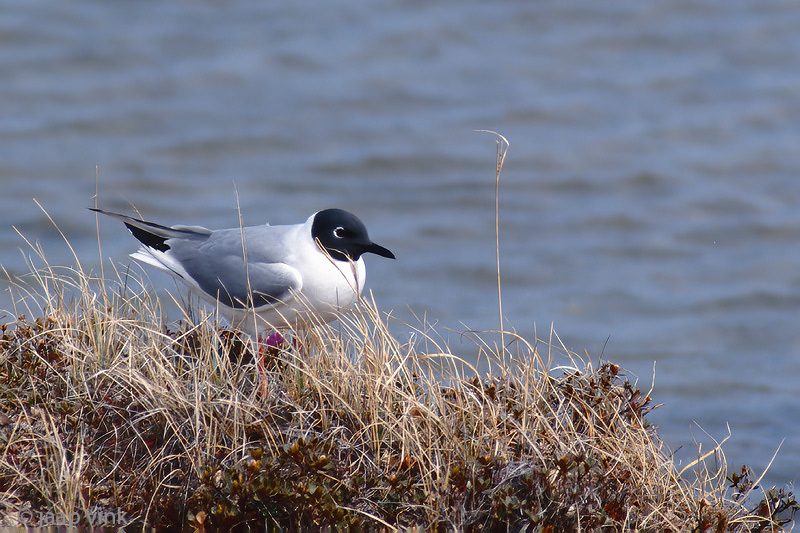 Bonapartes Gull - Kleine Kokmeeuw - Chroicocephalus philadelphia
