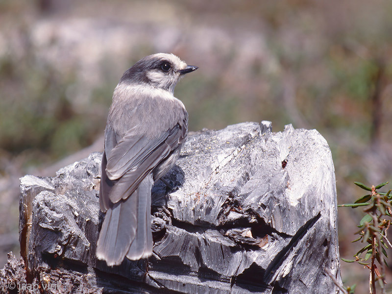 Canada Jay - Canadese Taigagaai - Perisoreus canadensis