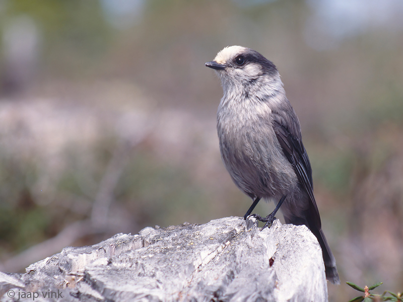 Canada Jay - Canadese Taigagaai - Perisoreus canadensis