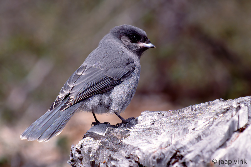 Canada Jay - Canadese Taigagaai - Perisoreus canadensis
