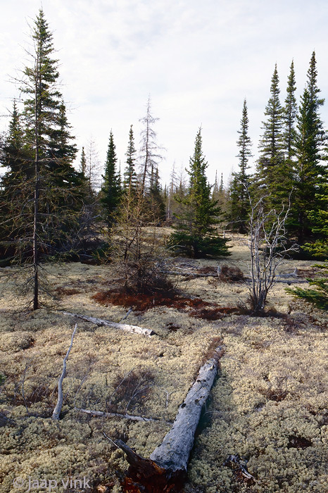 Boreal forest - Taiga