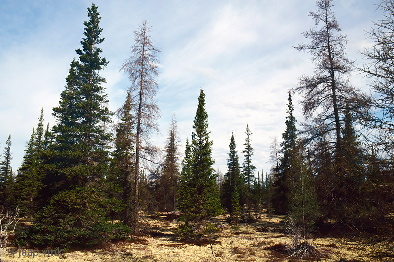 Boreal forest - Taiga