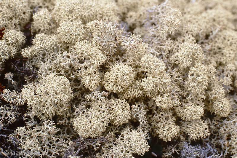 Reindeer Moss - Rendiermos - Cladina spec