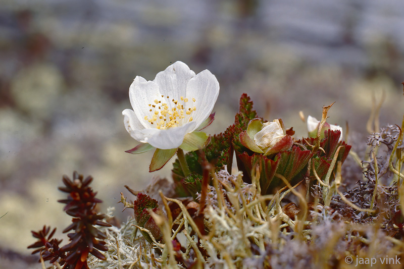 Aven spec (Rosaceae) - Dryas spec