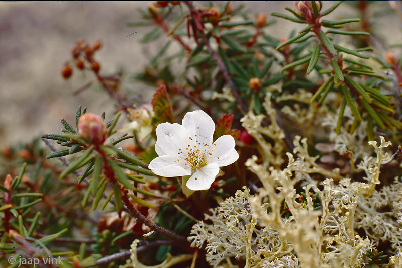 Aven spec (Rosaceae) - Dryas spec