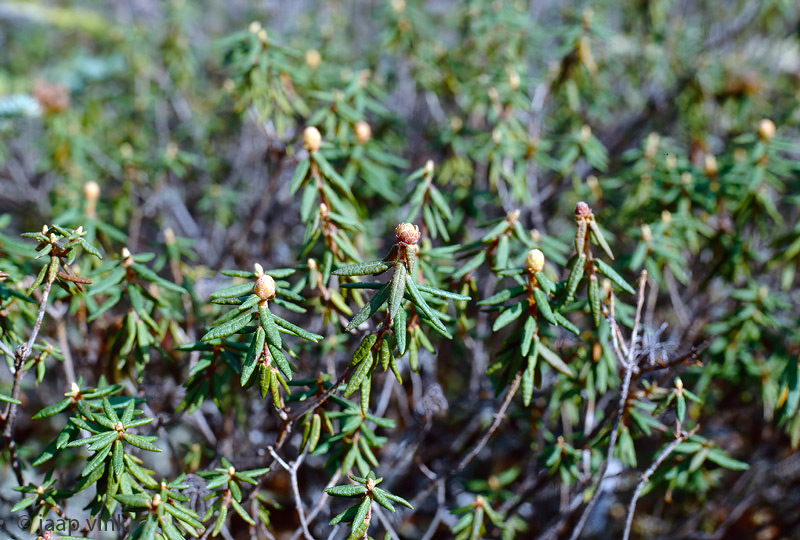 Boreal forest undergrowth - Taiga onder begroeiing