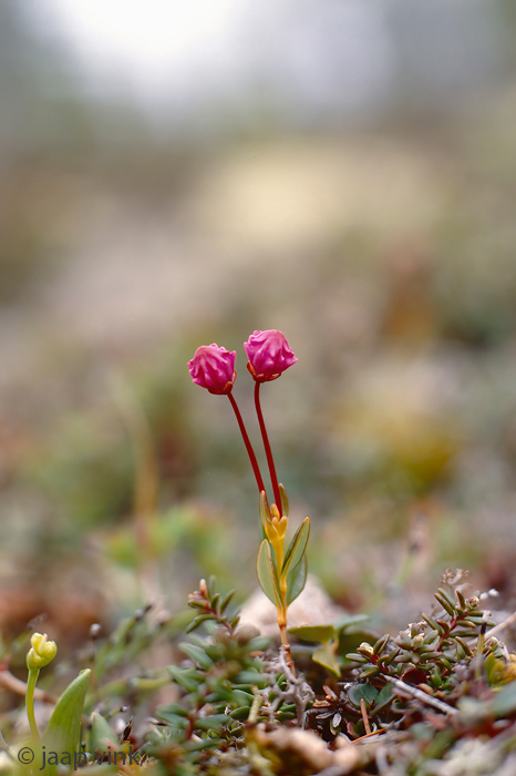 Bog Laurel - Lepelboom - Kalmia polifolia