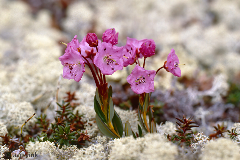 Bog Laurel - Lepelboom - Kalmia polifolia