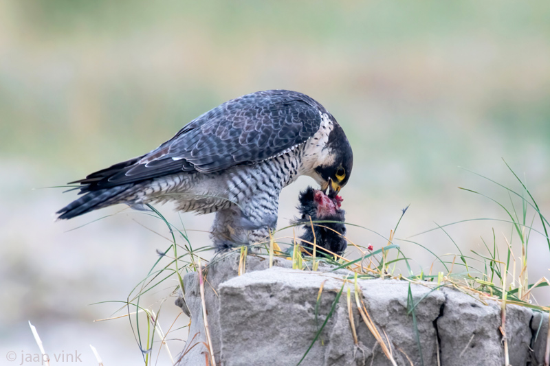 Peregrine - Slechtvalk - Falco peregrinus