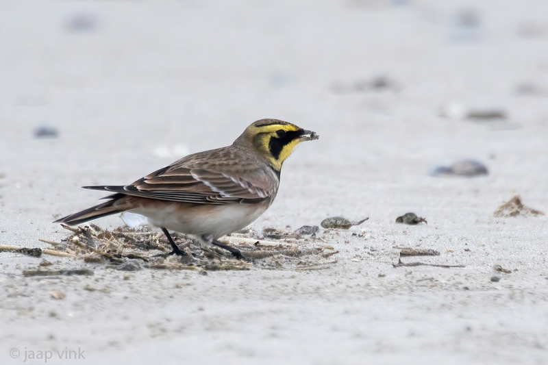 Shore Lark - Strandleeuwerik - Eremophila alpestris
