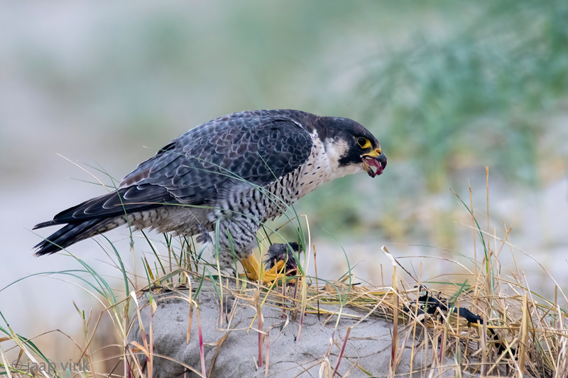 Peregrine - Slechtvalk - Falco peregrinus