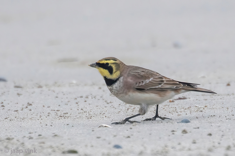 Shore Lark - Strandleeuwerik - Eremophila alpestris