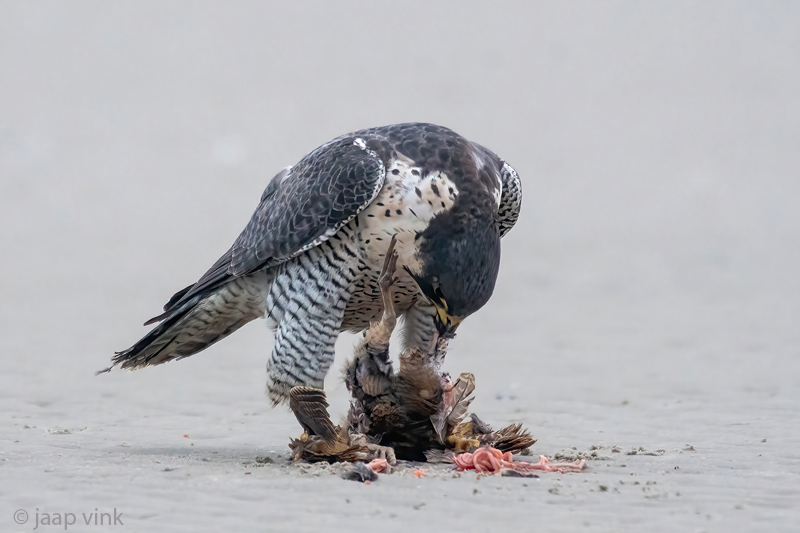 Peregrine - Slechtvalk - Falco peregrinus