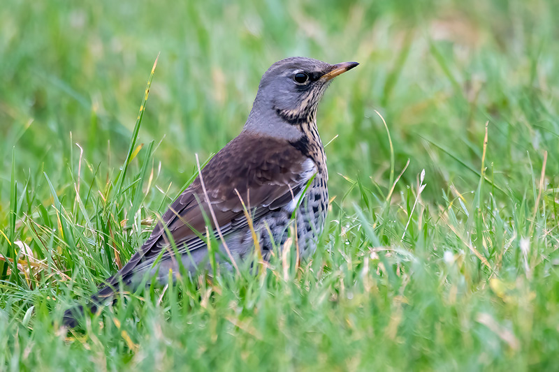 Fieldfare - Kramsvogel - Turdus pilaris