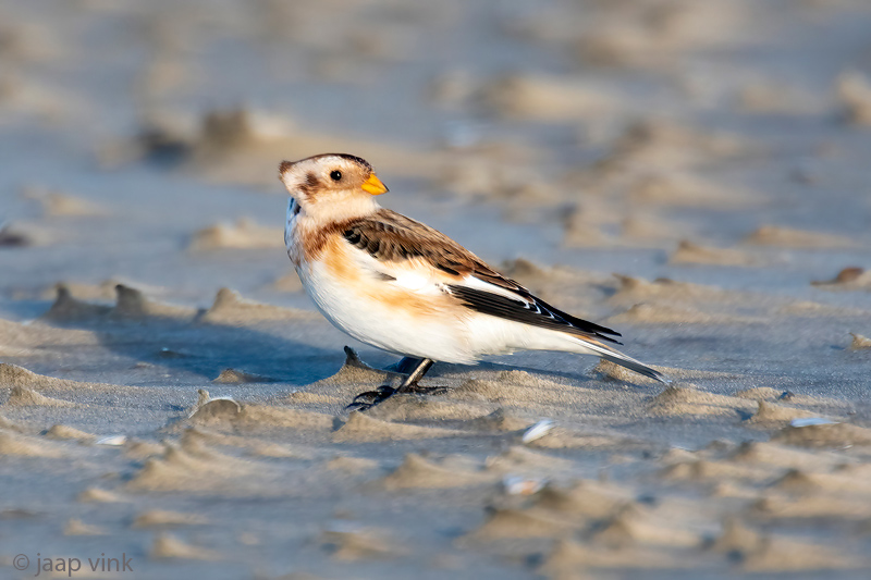 Snow Bunting - Sneeuwgors - Plectrophenax nivalis