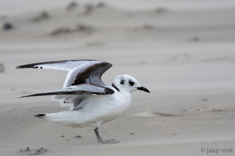Black-legged Kittiwake - Drieteenmeeuw - Rissa tridactyla