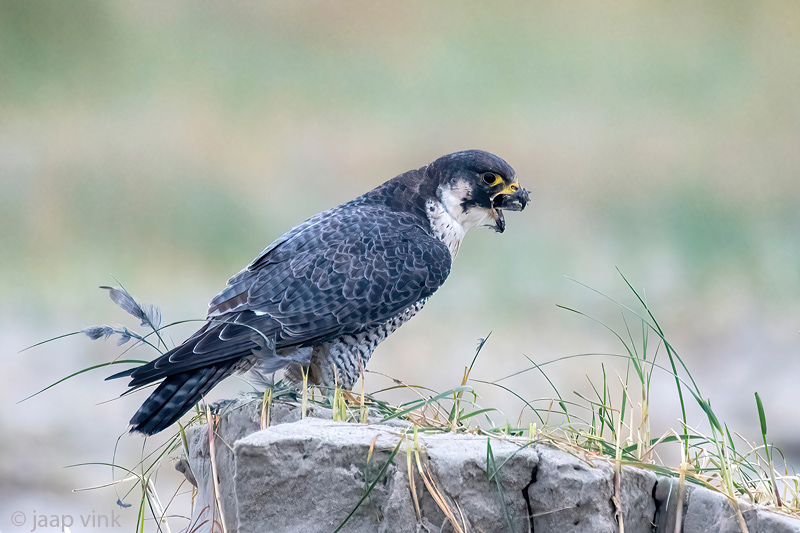 Peregrine - Slechtvalk - Falco peregrinus