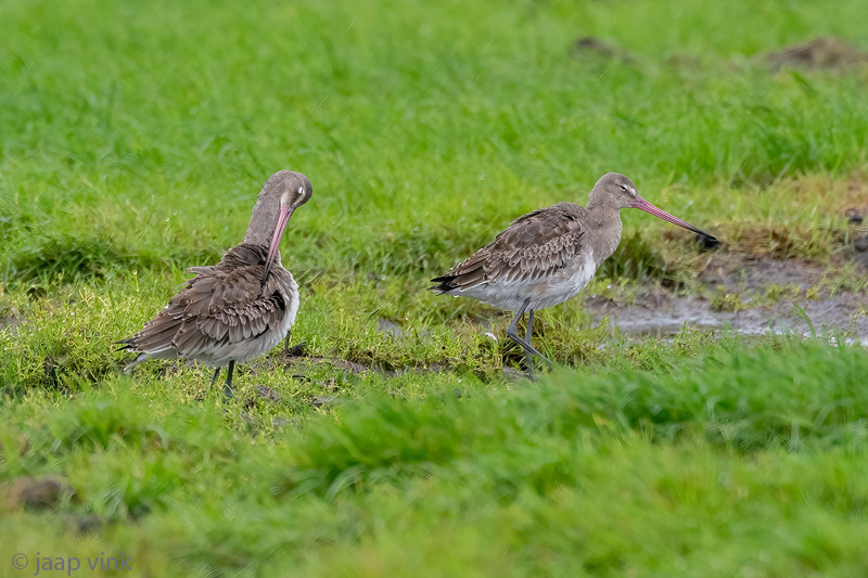 Black-tailed Godwit - Grutto - Limosa limosa