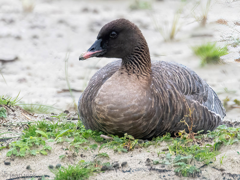 Pink-footed Goose - Kleine Rietgans - Anser brachyrhynchus